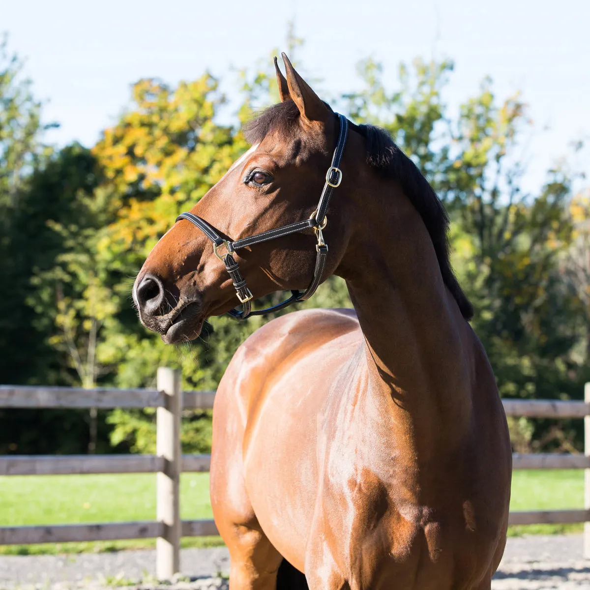 Fremont Leather Halter