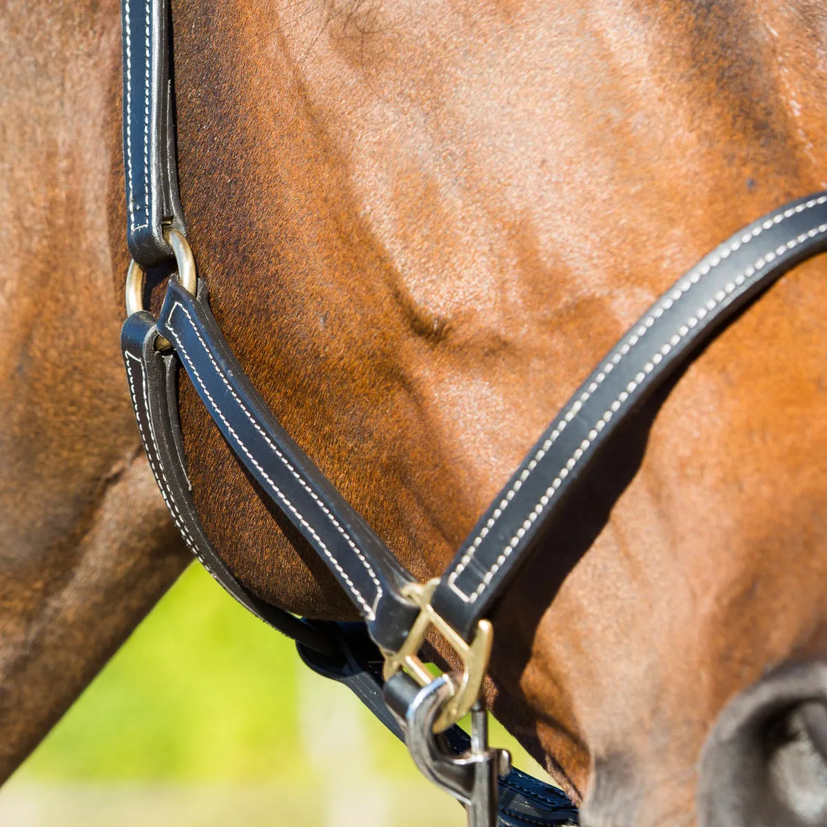 Fremont Leather Halter