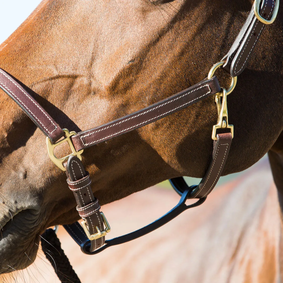 Fremont Leather Halter