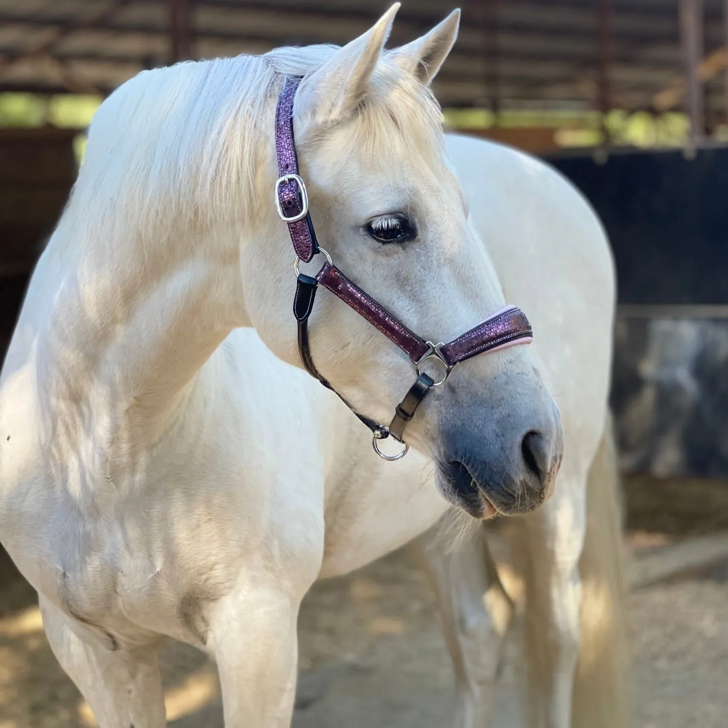 Limited Edition Cosmotini Halter