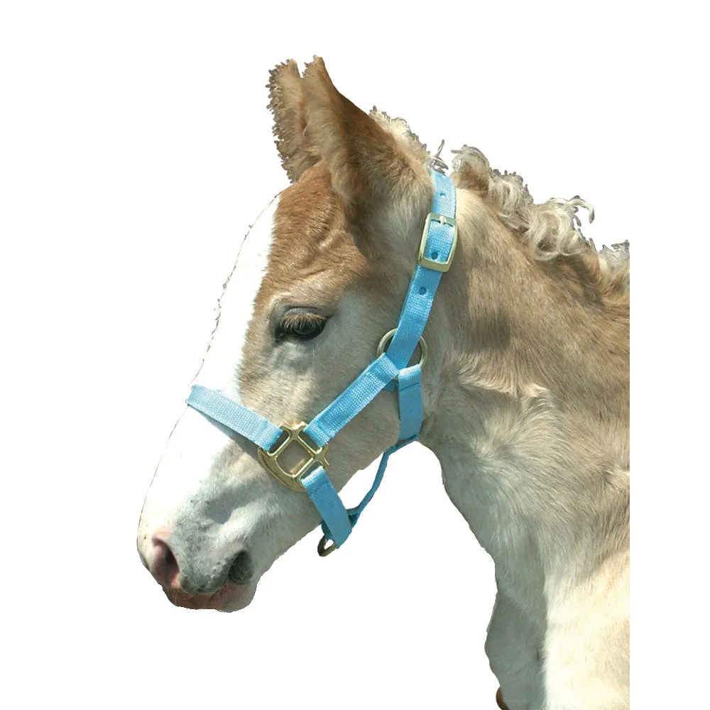 Nylon Foal Halter